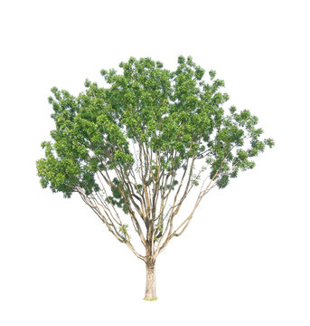Green tree isolated, Broad leaf Mahogany, known as many name are False mahogany, Honduras, Big leaf, an evergreen leaves plant dicut on white background with clipping path