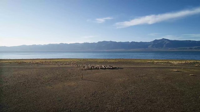 A boy grazes a flock of sheep on a lake in western Mongolia. Uureg Nuur Lake, saline lake in western Mongolia
