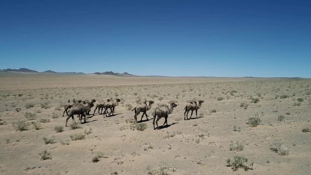 A camel graze in the stone desert of Western Mongolia