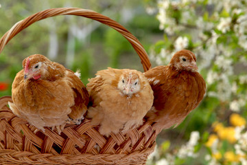 Chickens sitting on a basket in the background of a blooming garden for Easter