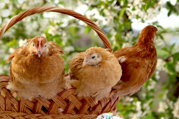 Chickens sitting on a basket in the background of a blooming garden for Easter