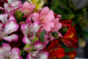 Luxurious multi-colored astromelius bouquet close-up