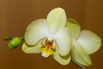 Fototapeta na wymiar Close-up of tender large open lemon orchid