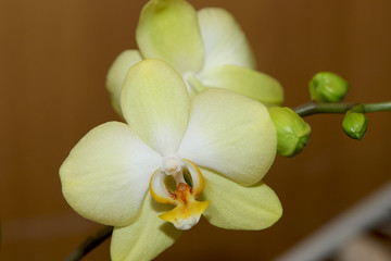 Fototapeta na wymiar Close-up of tender large open lemon orchid