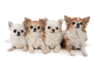 Obraz premium chihuahuas in studio