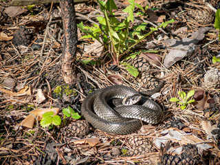 A large gray snake curled up in a pine forest.