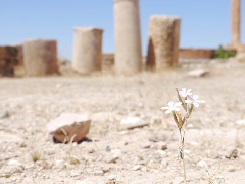 Single White Desert Flower, Ruin Iof Famous Artemis Temple In The Background, Jerash, Kingdom Jordan, Middle East