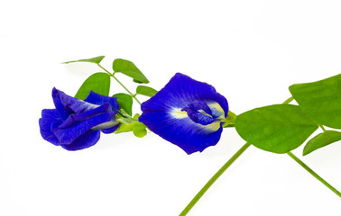 A branch beautiful blue Butterfly pea and green leaf, known as bluebell vine or Asian pigeon wings, isolated on white background and copy space, dicut with clipping path
