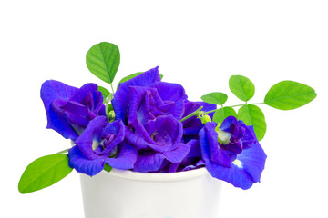 A bouquet of beautiful blue Butterfly pea and green leaf in a white paper cup, known as bluebell vine or Asian pigeon wings, isolated on white background and copy space, dicut with clipping path