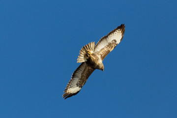 back view one common buzzard (buteo buteo) in flight in blue sky