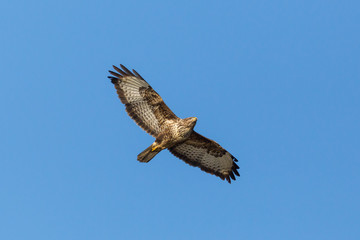 one common buzzard (buteo buteo) in flight in blue sky