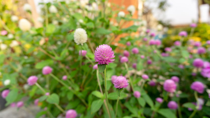 Branches of pink and white petals of Pearly everlasting blossom on greenery leaves blurry background, know as Bachelor's button, Globe amaranth and Button agaga