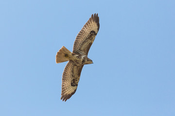 portrait flying common buzzard (buteo buteo) with spread wings