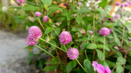 Branches of pink petals of Pearly everlasting flower blossom on greenery leaves blurry background, know as Bachelor's button, Globe amaranth, Button agaga, makhmali and vadamali