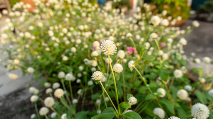 Branches of pink and white petals of Pearly everlasting flower blossom on greenery leaves blurry background, know as Bachelor's button, Globe amaranth, Button agaga, makhmali and vadamali