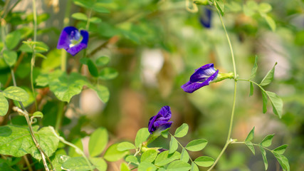 Branches of  beautiful blue Butterfly pea blooming on green leaves of climber, known as bluebell vine or Asian pigeon wings in a sunny day
