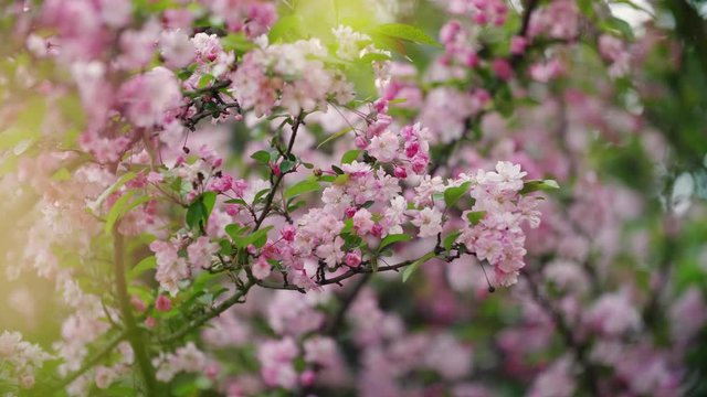 Close up of honey bee flying on blooming pink Chinese flowering crab-apple branch in the spring day shoot in  4k 60fps