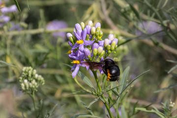 Bumblebees colecting pollen, violet flowers