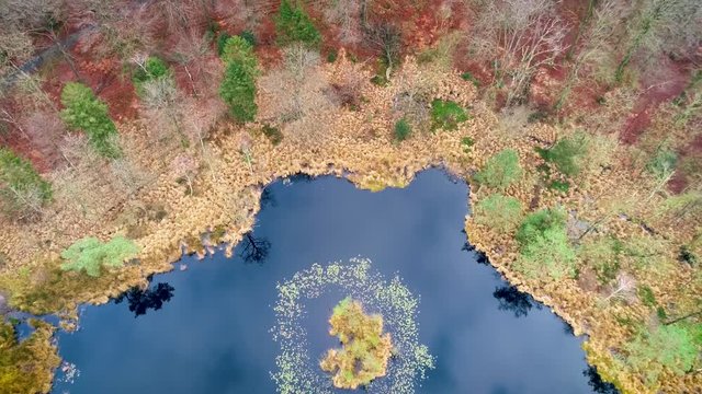 Little Lake with Tiny Island Within a Colorful Forest in Autumn, Upwards Reveal Shot &ndash; Heidehuizen, Friesland, Netherlands / Holland &ndash; 4K Drone Footage