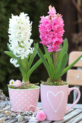 Hyazinthen in Pink und Weiß in Tassen als Dekoration
