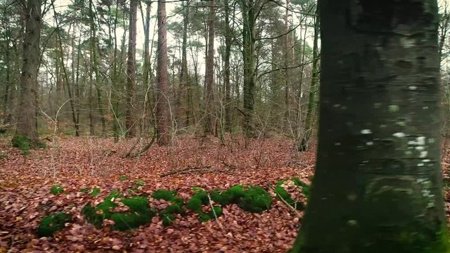 Long Walking Shot with View on Right Side of Beautiful Forest in Autumn, Moves Visible &ndash; Heidehuizen, Friesland, Netherlands / Holland &ndash; 4K Drone Footage