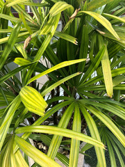 tropical plants in Southeast Asia in Thailand
