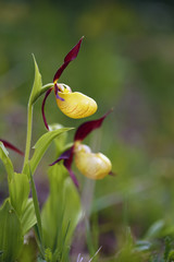 Naklejka na ściany i meble Cypripedium calceolus is a lady's-slipper orchid, two flowers with green background.
