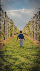 Naklejka na ściany i meble small young boy walking through the trees at spring