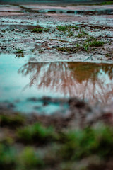 lake in forest