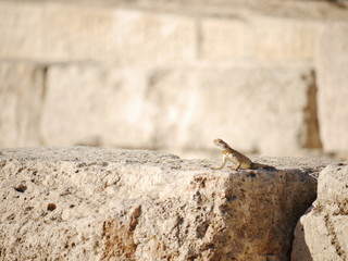 portrait of single wild desert lizard (Lacertidae) sitting on rocky ruin, Amman, Jordan, Middle East