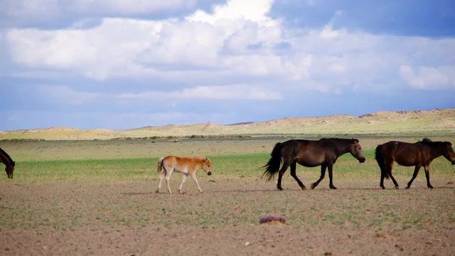 A foal is following a herd of horses in the Mongolian desert.  Mongol Els, Govi-Altay, Mongolia.