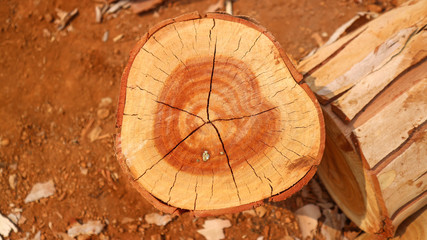 Fototapeta na wymiar Wood eucalyptus