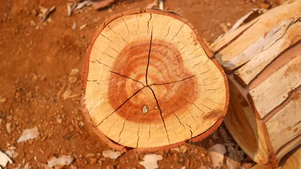 Fotobehang Wood eucalyptus © sunet
