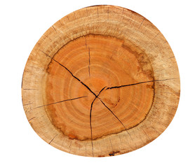 Log is separated on a white background.Clipping Path