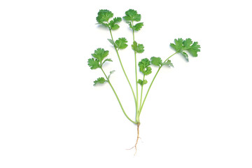 Bunch of fresh coriander leaves  white background