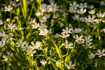 White little flowers on a green background on a sunny day