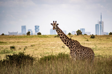 Giraffe in Nairobi - obrazy, fototapety, plakaty