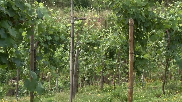 White wine vineyard, portuguese rustical sight.