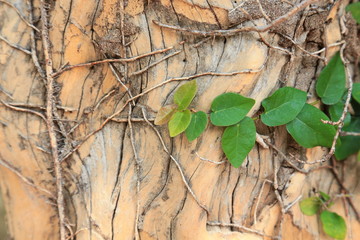Fototapeta na wymiar Ivy on a dry tree