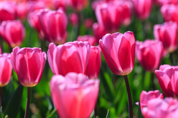 Fototapeta premium Closeup of pink tulips flowers with green leaves in the park outdoor.