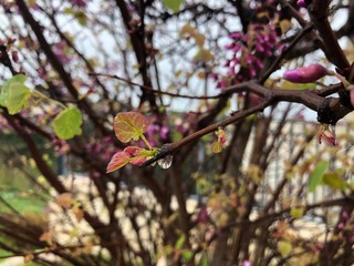 blooming pink tree after rain