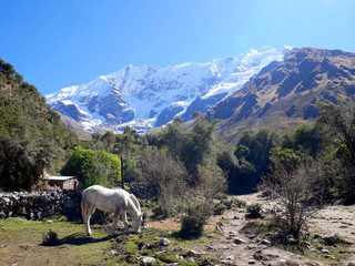 Fototapeta na wymiar horse in the peruvian andes