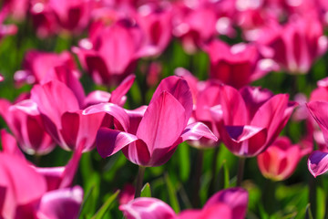 Closeup of pink tulips flowers with green leaves in the park outdoor.