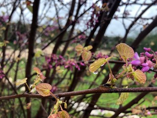 blooming tree after rain