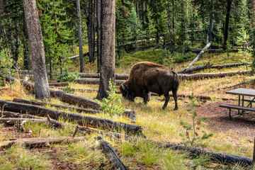 Big Brown Buffalo in the Forest of Yellowstone National Park, USA