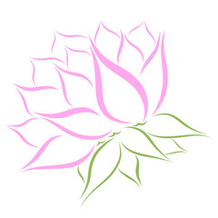 pink flower with many petals, pattern on a white background
