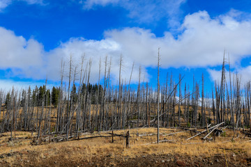 Obraz premium Majestic Landscape of the Trees and Lake in Yellowstone National Park, USA