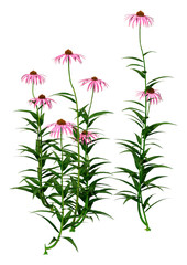 3D Rendering Cone Flowers on White