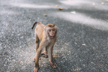 Portrait of monkey. Close-up monkey have a rest. Fooling around. Eating bananas. Thailand.