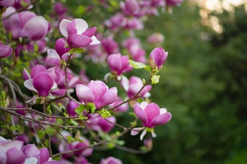 Obraz premium Pink magnolia blossom. Selective focus, copy space. Flower background. Magnolia flower. Spring card.